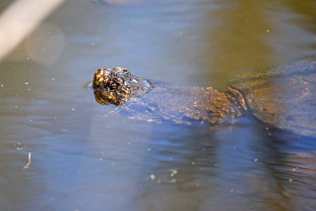 Common snapping turtle peeking out from the water photo