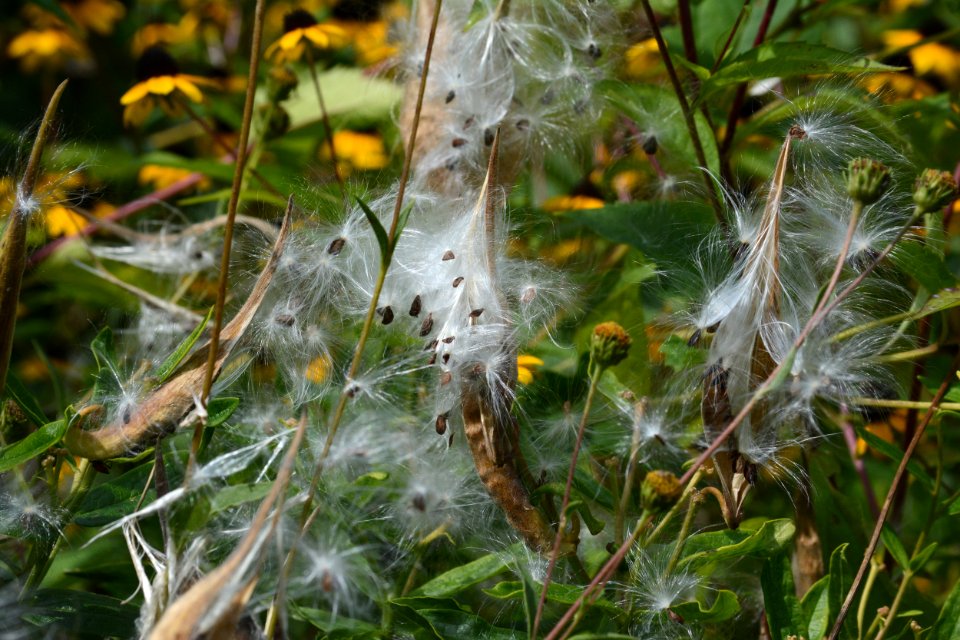 Butterweed seed pods