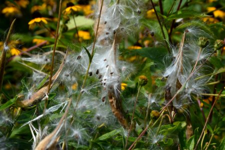 Butterweed seed pods