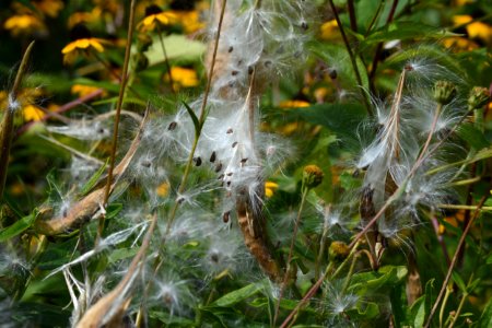 Butterweed seed pods photo