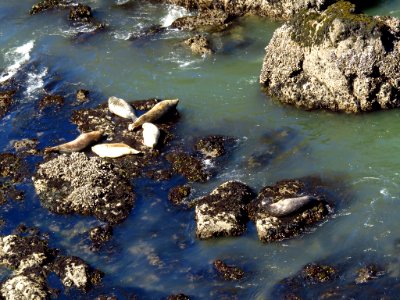 Yaquina Head Natural Area at Oregon Coast