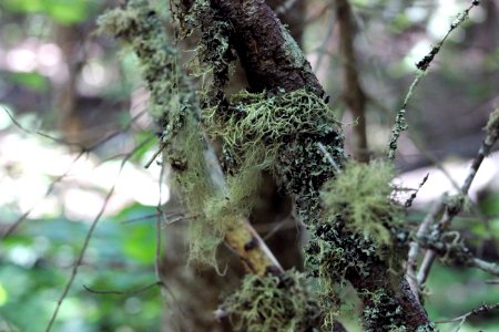 Lichens
