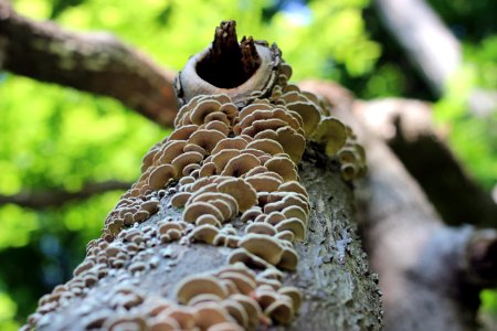 Mushrooms photo