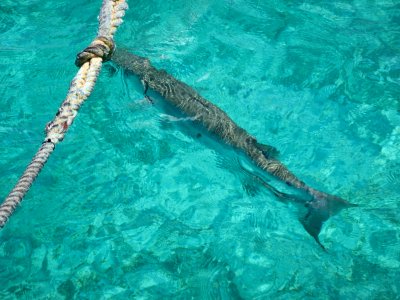B-b-b-b- barracuda!