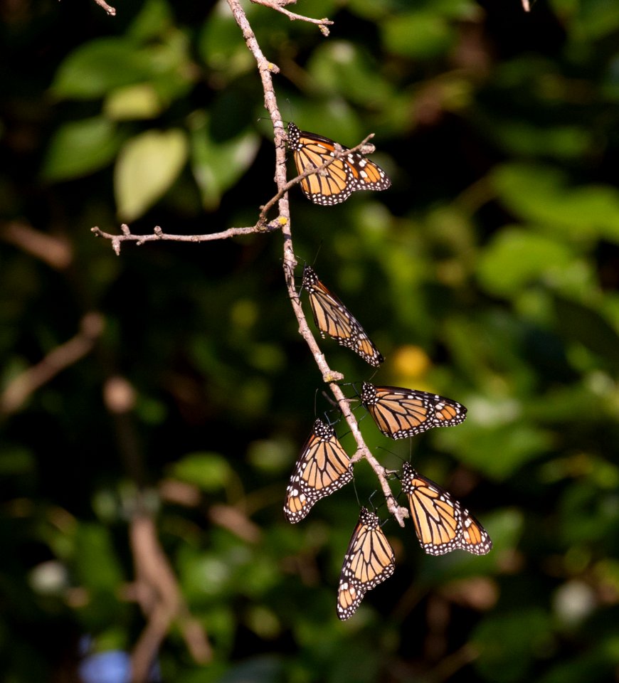 Monarchs roosting