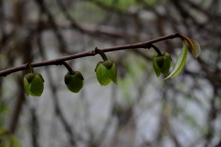 Pawpaw (Asimina triloba)