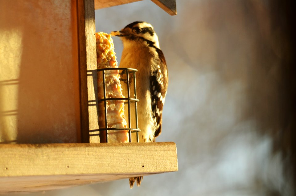 Downy Woodpecker photo