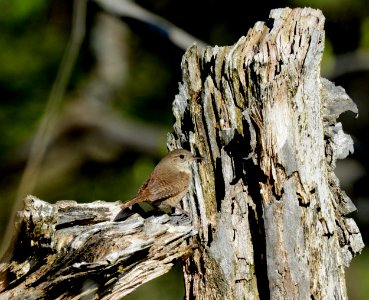 House Wren in Ingham County, MI