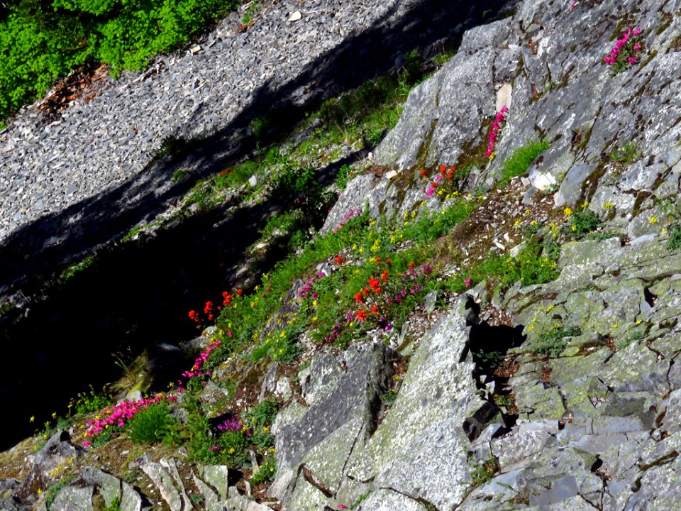 Wildflowers at Larch Mountain in Oregon