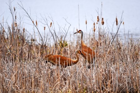 Sandhill cranes foraging