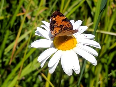 Pearl Crescent at Iron River National Fish Hatchery
