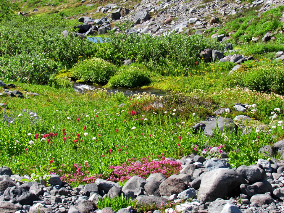 Paradise Skyline Trail at Mt. Rainier NP in WA