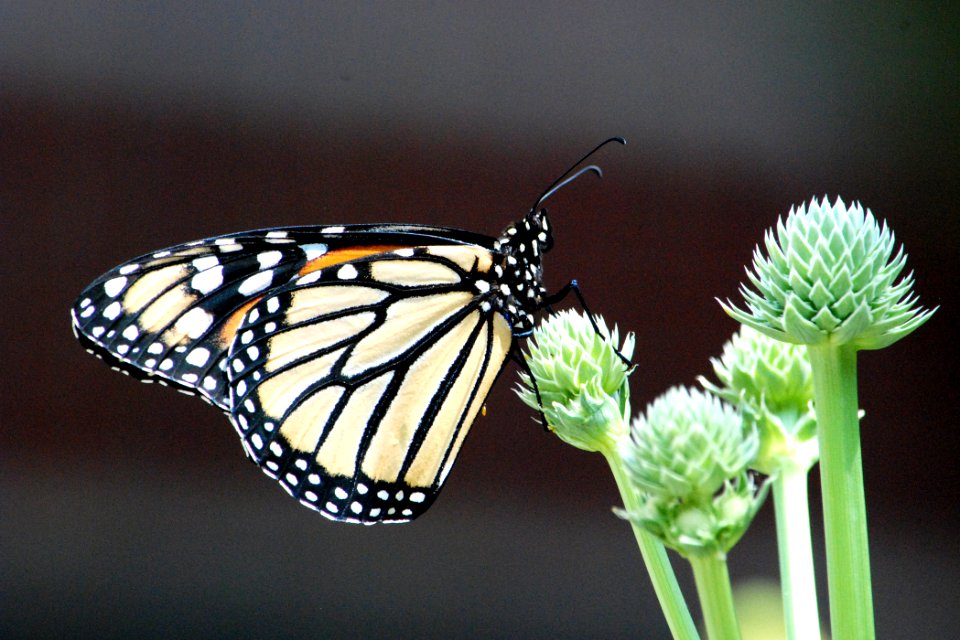 Monarch butterfly on rattlesnake master