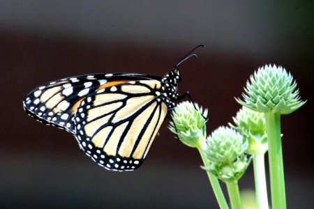 Monarch butterfly on rattlesnake master