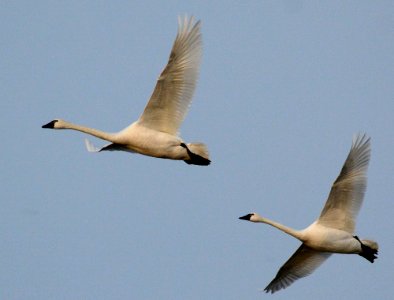 Tundra Swan