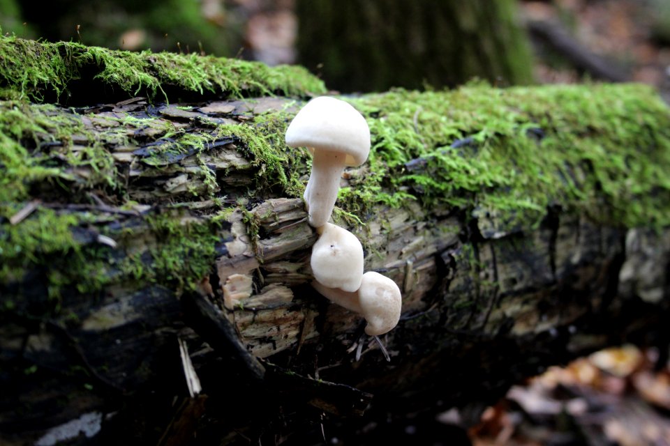 Fall Fungi