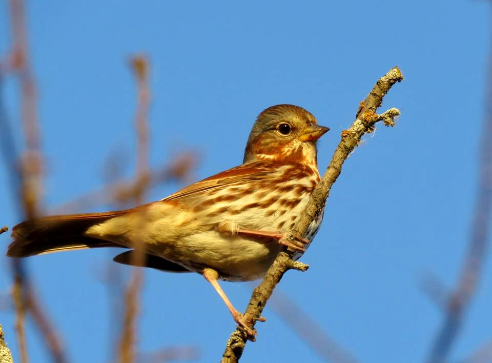 Fox Sparrow