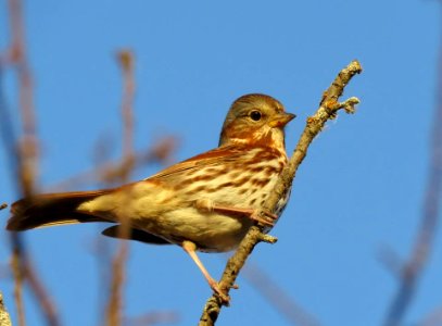 Fox Sparrow