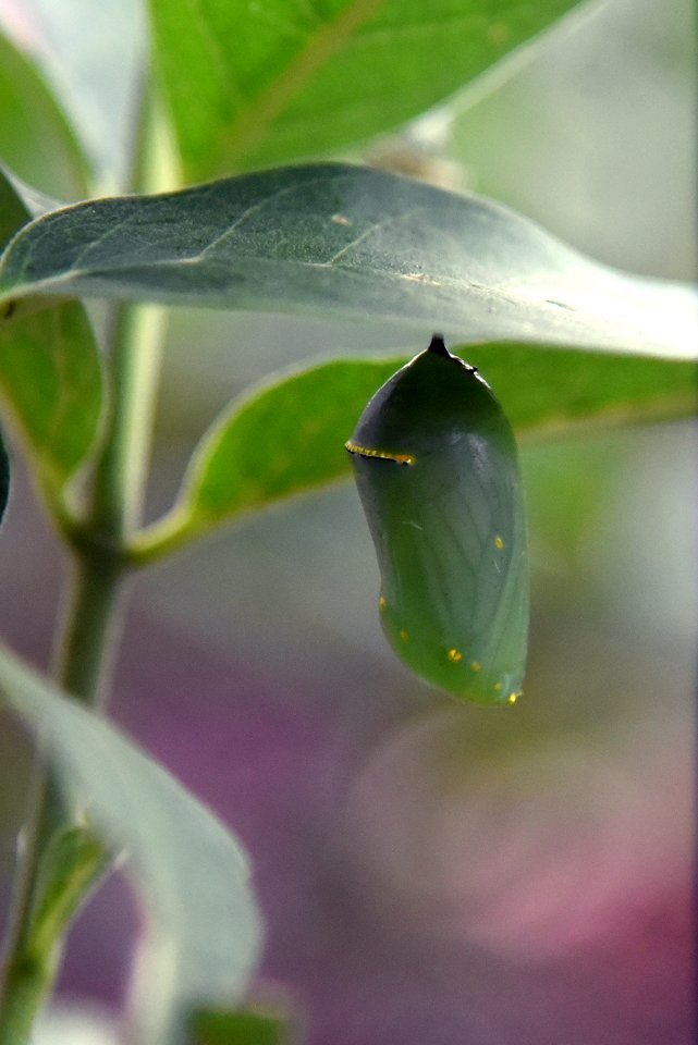 Monarch chrysalis on common milkweed (day 2) photo