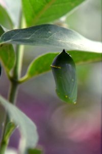 Monarch chrysalis on common milkweed (day 2) photo