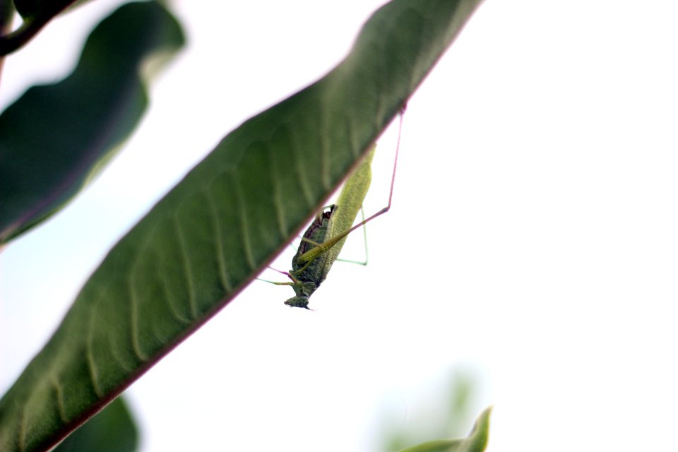 Katydid on Common Milkweed photo