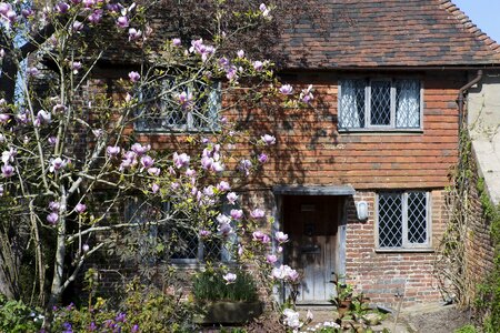 Oak door leaded-light windows magnolia tree photo