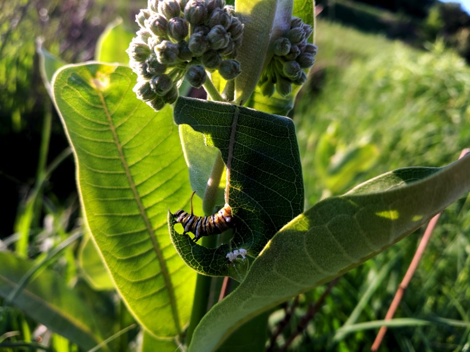 Monarch caterpillar on common milkweed