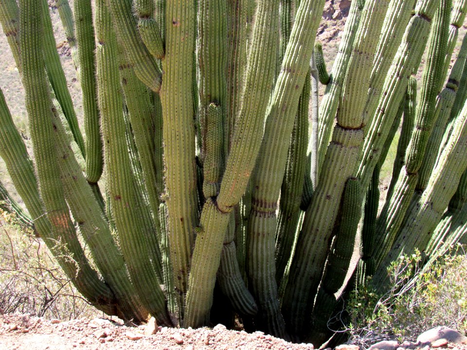 Organ Pipe Cactus NM in Arizona