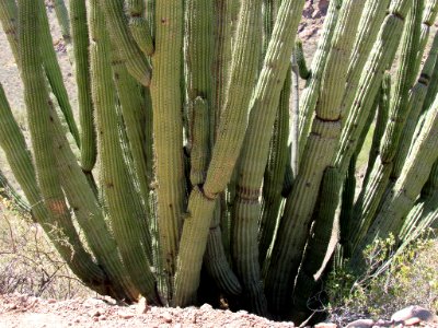 Organ Pipe Cactus NM in Arizona
