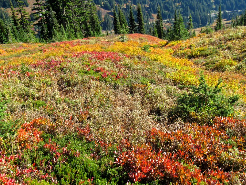 Autumn at Skyline Trail at Mt. Rainier NP in WA