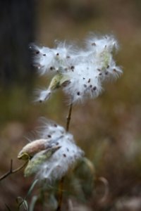 Common milkweed seeds at Crane Meadows National Wildlife Refuge