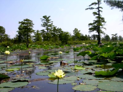 American lotus photo