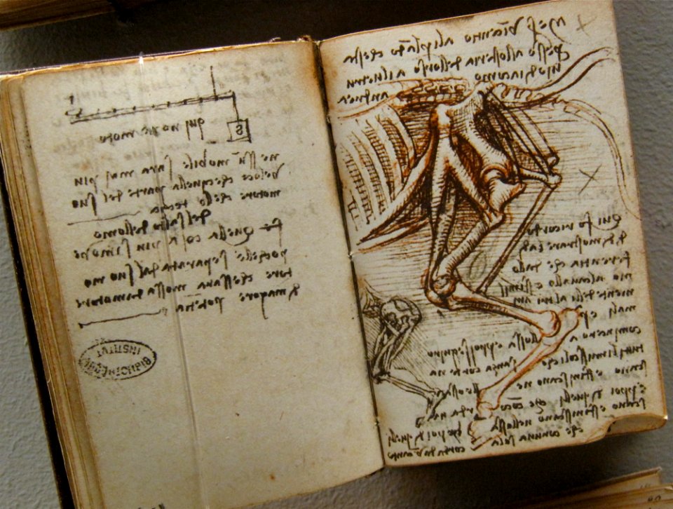 Bones