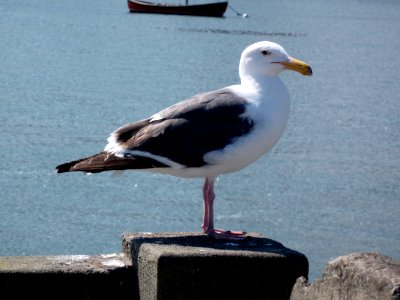 Obligatory Seagull Photo