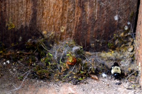 Eastern common bumble bee making a nest out of chickadee feathers and moss photo