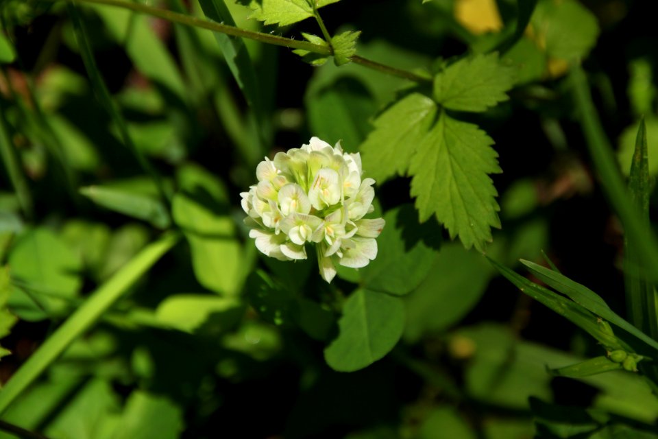 Running Buffalo Clover