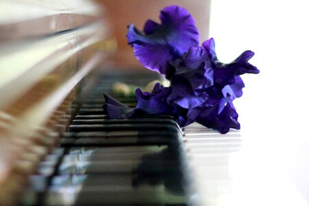 Flower on piano flower classical