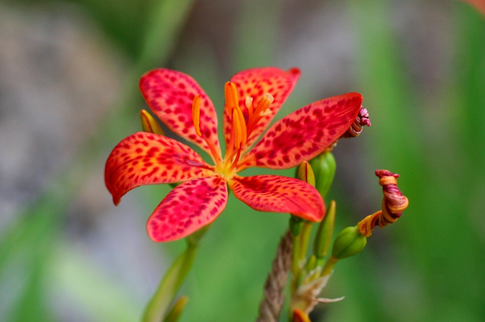 Blackberry Lilly by Rick L Hansen