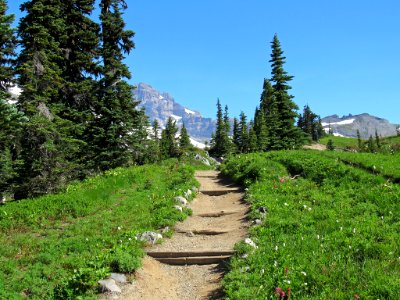 Paradise Skyline Trail at Mt. Rainier NP in WA photo