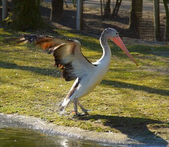 Elegant bird water photo