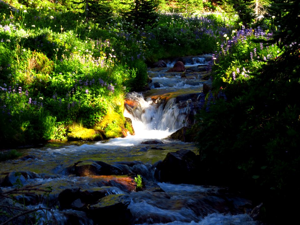 Spray Park Trail at Mt. Rainier NP in WA