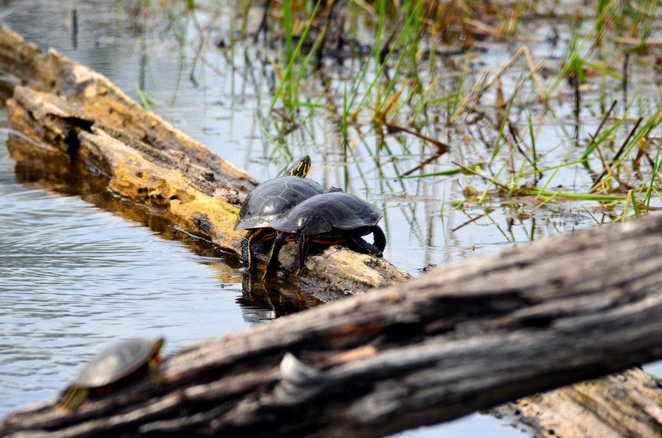 Western Painted Turtles