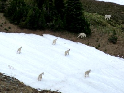 Mountain Goats at Mt. Rainier NP in Washington