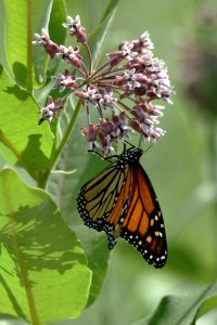 Monarch butterfly on common milkweed photo