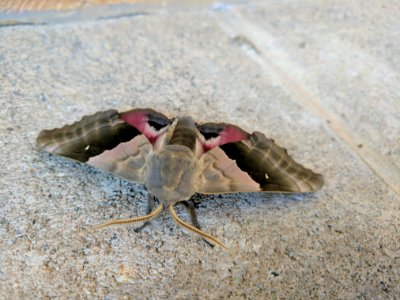 Modest Sphinx Moth photo