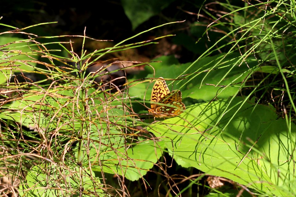 Fritillary Butterfly
