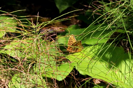 Fritillary Butterfly
