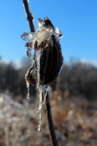 Common Milkweed seed pod covered in ice photo