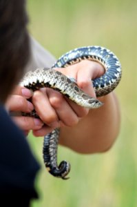 Western Hognose Snake photo