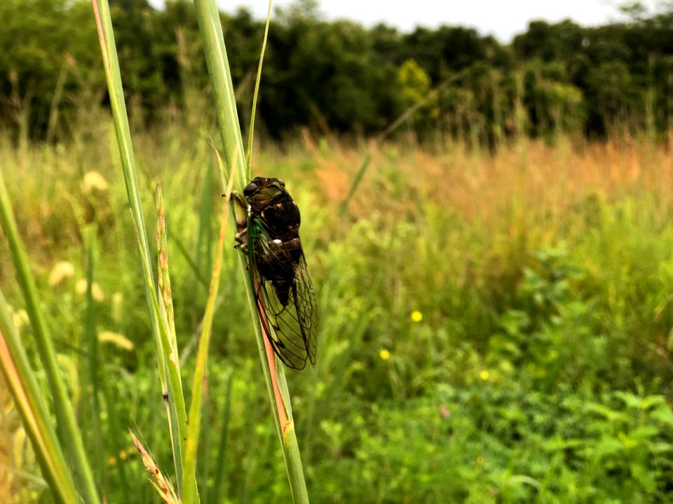 Cicada at Big Muddy National Fish and Wildlife Refuge
